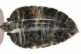 Polished Black Moonstone Leaf with Stand - Madagascar #355272-1